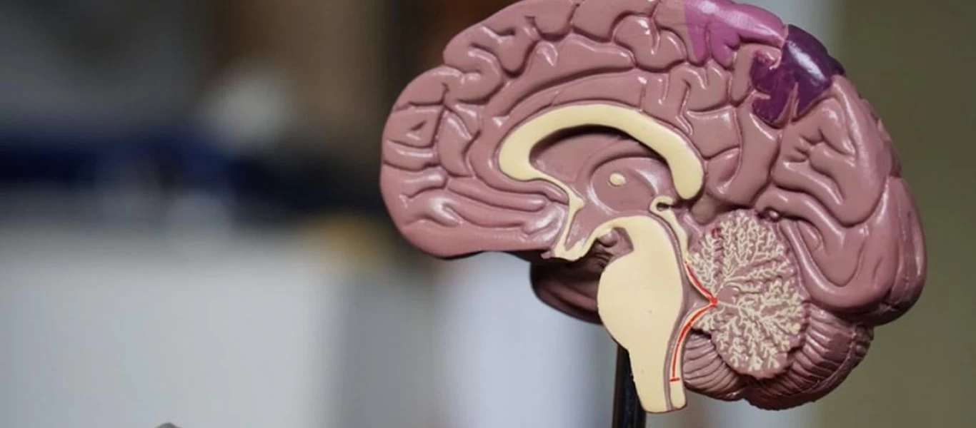 Εγκέφαλος: Οι τροφές που ενισχύουν την λειτουργία του